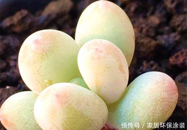 合适:初夏扦插多肉,注意好5点,一棵变多棵,打造自己的“多肉王国”