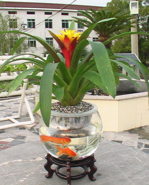  #水里#芦荟发财树黄叶又烂根？赶紧扔水里，越长越来劲