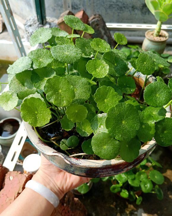  『随便』这种绿植有水就能活，养法很多，随便剪一剪，不用3天长满盆