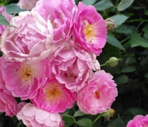 「花朵」5款艳美的花卉,花大色艳花期长,盛开时繁花似锦