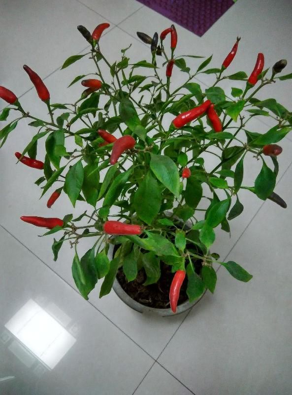  #蔬菜#阳台养上“3种菜”，吃一茬长一茬，全家吃都够了