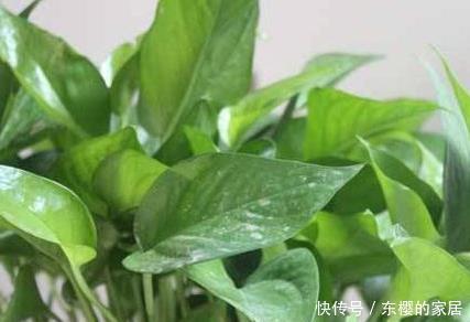  随便■这三种绿植买回来随便养都能蹭蹭长不停，真是新手必备