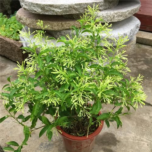  「花苗」好养耐活忒养眼的花苗！装饰阳台还能净化空气！香气四溢