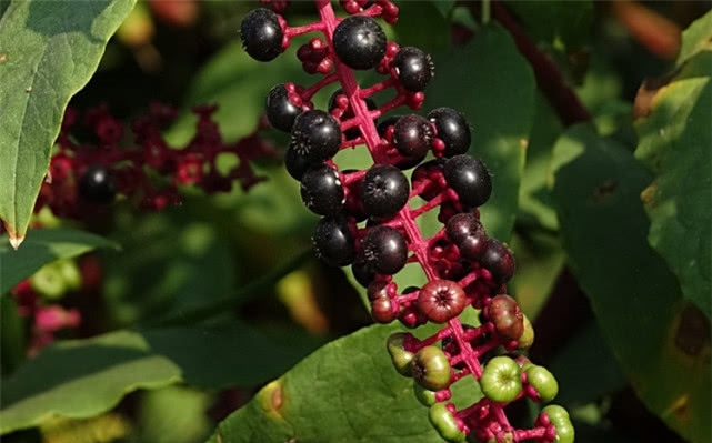 农村田地里常见的野草，人称“山萝卜”，其实它用途广泛