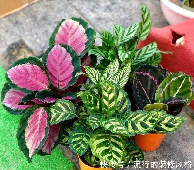  「就算」3种耐阴花真好养，就算光线不错，照样生机勃勃
