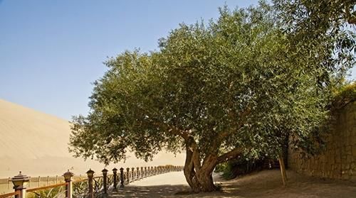 中国沙漠第一泉成历史，耗费巨资“人工续命”18年，结果如何呢？