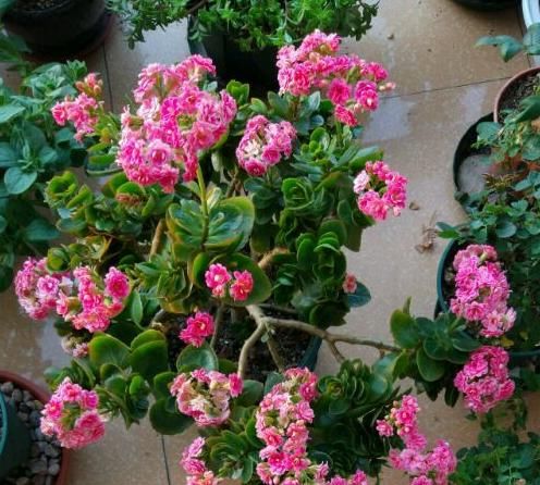 『枝条』养了3年的长寿花,长成一棵大树,开花上百朵!