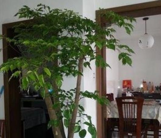  #养花#新手养花，不如去养“4种”花，十分难死，比吊兰、多肉都好养