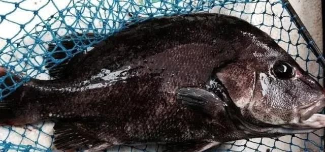  「东山叫红」46种海钓常见的鲷类鱼，最后一种高价的鱼原来也是鲷鱼，才知道