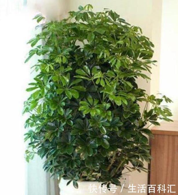  #花养#4种花适合新手养，不怕把花养死了，偶尔浇点水，就能长得旺！