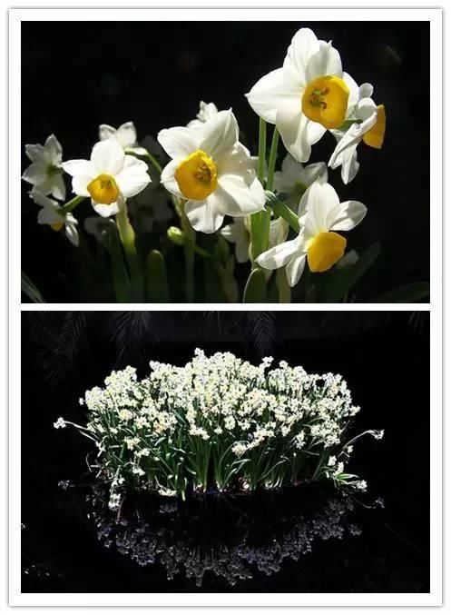 在诗词中绽放的十大名花！你喜欢哪种？