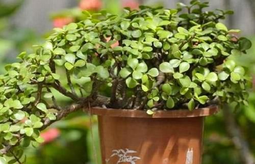  「植物」金枝玉叶养成老桩，根系粗壮价值高，不知道的还以为是马齿苋