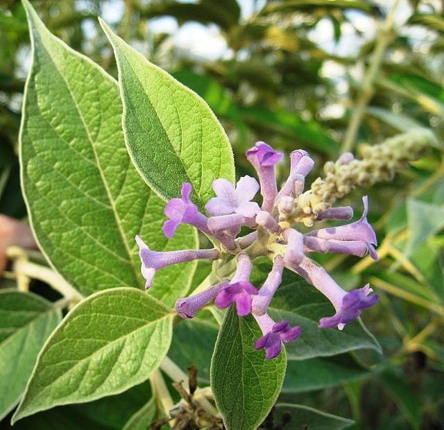  『实用』实用的药酒花，泡进酒里，能防止蚊虫叮咬，还能开出紫色小花