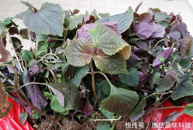 花盆@春天来了,酸咪草都开了,紫苏都种活了!