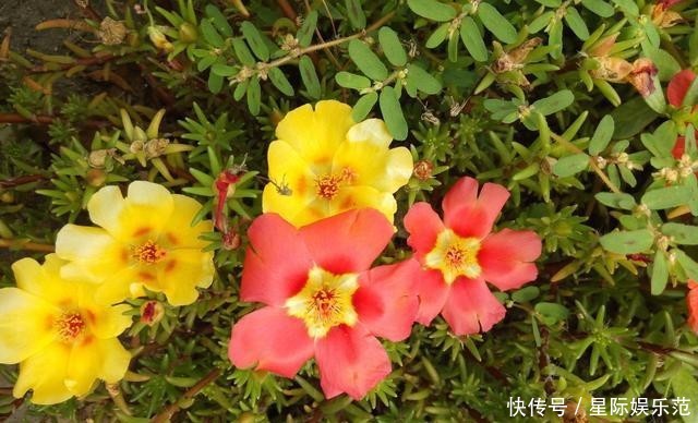 一大■这花小巧可爱,一开一大盆,邻居奶奶来了就想要走,真漂亮