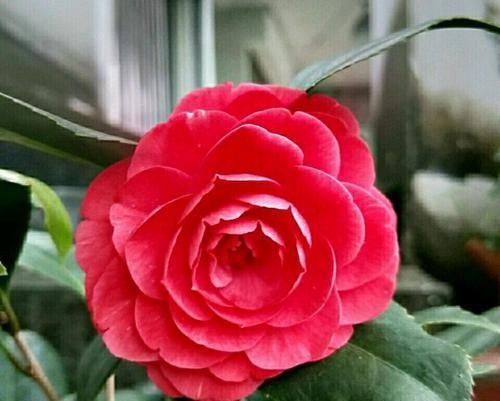 『烂花』已经开花的茶花盆栽喷水后花苞枯萎,黄叶烂花,还有救的可能吗?