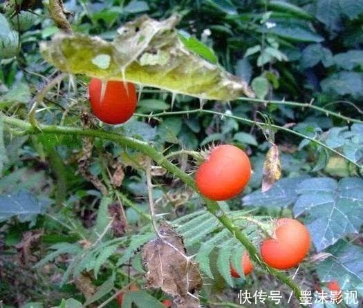  『番鬼』牛茄子，别名番鬼茄，喜生于路旁荒地、疏林或灌木丛中