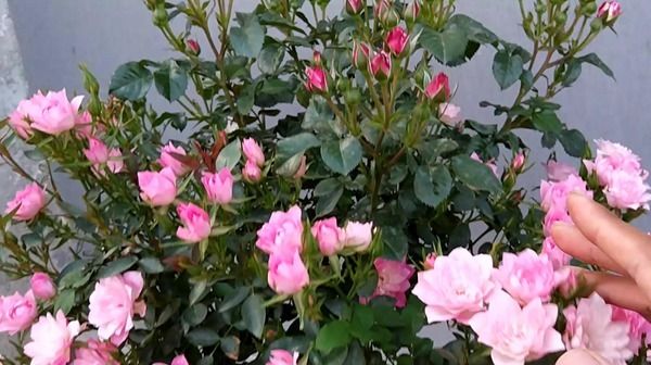  『天荷繁星』此花，花型很独特，开放时和莲花很相似。