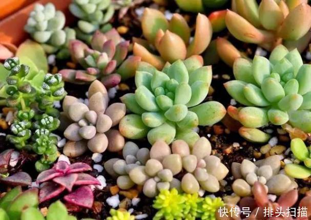  光照：爱养植物却总是忘记浇水，那就养多肉吧，一个月不浇水还好好活着