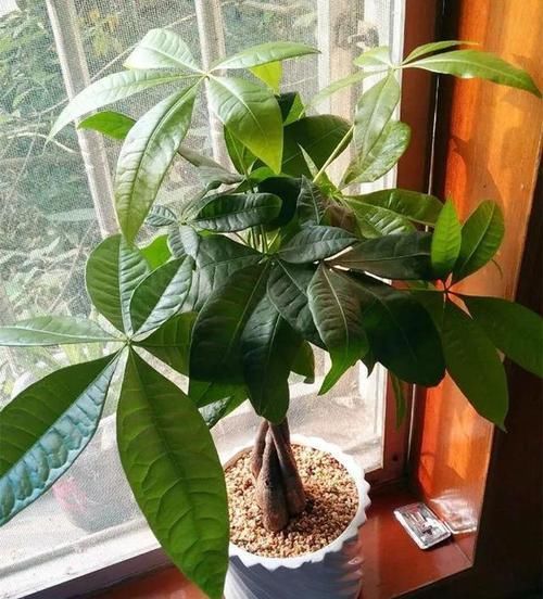 水浇灌■划重点！这7种花春天浇水方式，做对了后半年疯长不用愁