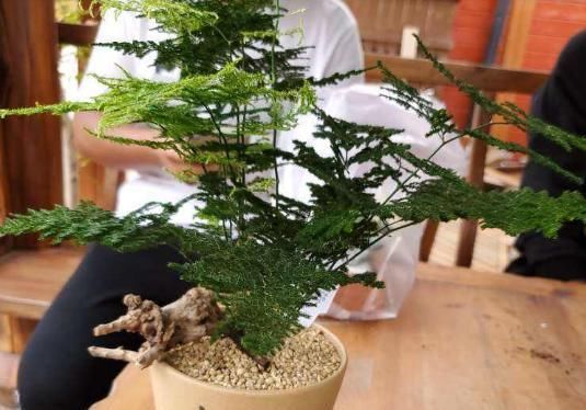 「搬出去」最不耐晒的3种花,养在室内才好看,搬出去一天就枯了