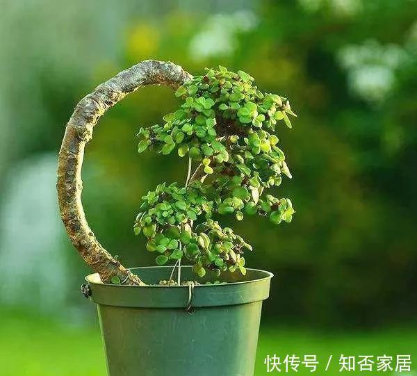  特别|冬季养花别“瞎养”，记住这几点，简单养花来年接着开花！