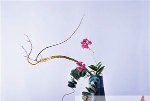  色彩@插一束鲜花添家居色彩
