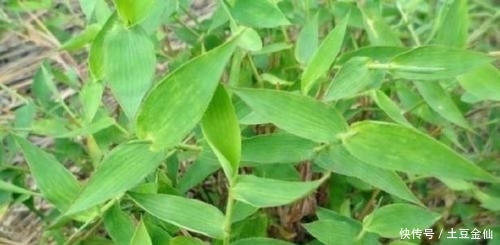  【帝王】农村1种野草，被称为“帝王草”，曾是皇家御用，如今几乎灭绝！