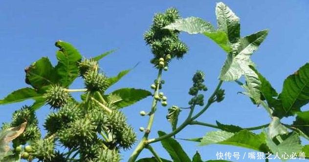 农村一种“剧毒”的野果，现在却可以成为发家致富的宝贝！