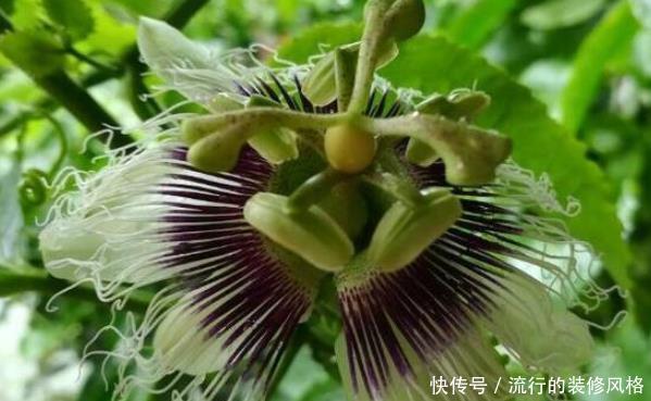  [够吃]阳台种盆延年益寿果，六月种九月开，竟没想到四季都够吃