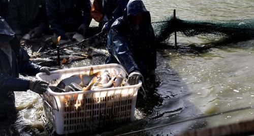  「夜晚」黄河边家家养大鲤鱼，喂“中药”饲料，夜晚2小时巡塘一