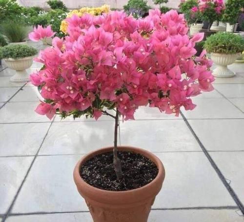 「养护的时」三角梅不开花怕啥,这样虐待一番,立马就盛放成大花球!