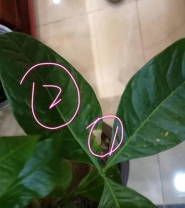  [养护环境]发财树有叶斑病,应该怎么治疗?