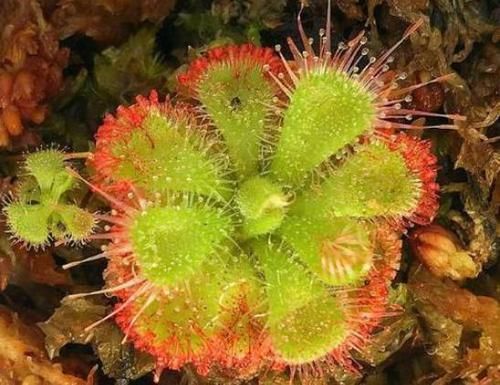  【昆虫】此物名为“茅蒿菜”，靠吃昆虫为生，是公认的“伪装杀手”