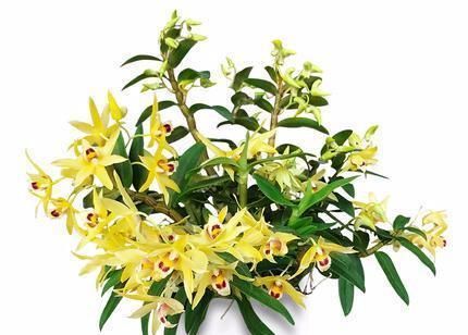  『盆栽』新型盆栽花卉，花量具多，金黄色花朵，香气怡人，营养价值很高