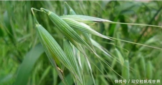  种子：农民视它为“害草”，过去见到就拔，殊不知种子很珍贵，1