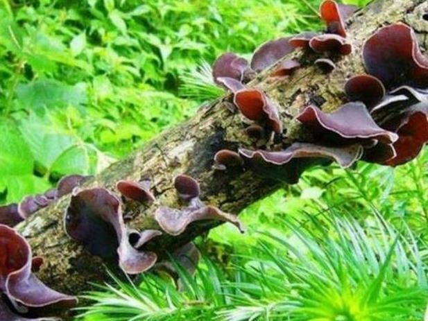 木耳加一物,软血管、清肠胃,胜过吃冬虫夏草!