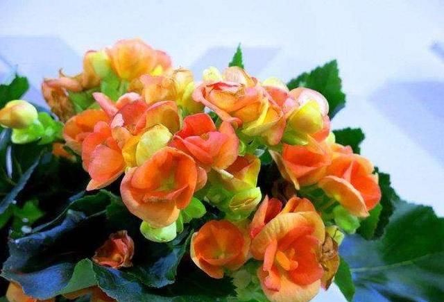  「随便」这“5种花”随便买，叶片绿、开花艳，越养越喜欢