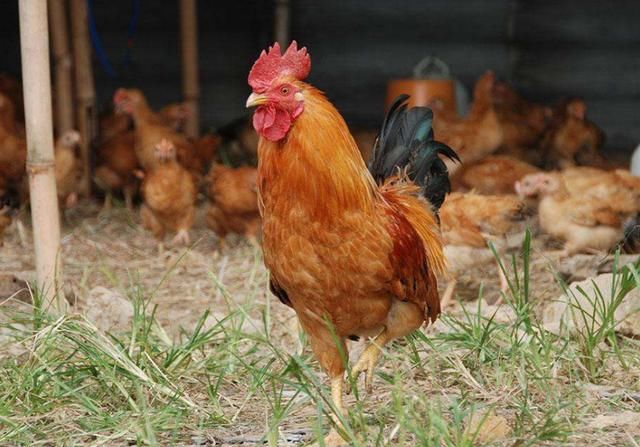 新手养鸡前，注意了解这些东西，风险会小很多