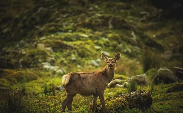 成都出发坐高铁/动车1小时直达！这15个短途旅行圣地等你去打卡（