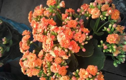  『枝头』长寿花用点“它”后，花朵开满枝头，太惊艳了！