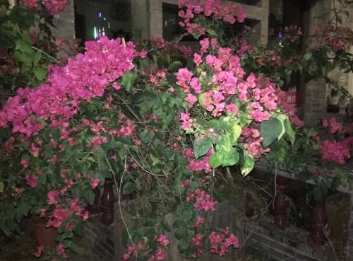  [阳光]有阳光就好开花的三角梅，没想到花色这么多，你养了哪一种？
