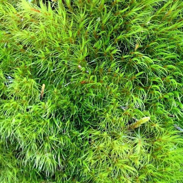 『盆栽』一种苔藓非常灵动,不甘于做装饰物,直接放在盆里能做盆景