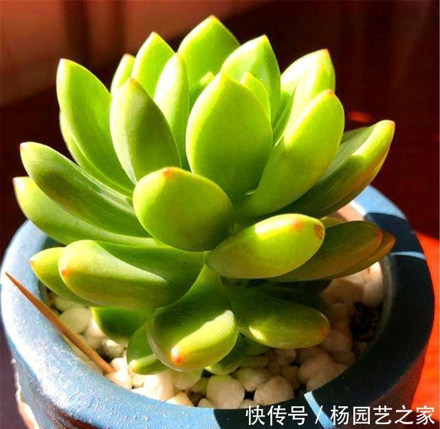 技巧|多肉凝脂莲,耐寒耐热爱爆头,3个“小技巧”,轻松养成果冻色