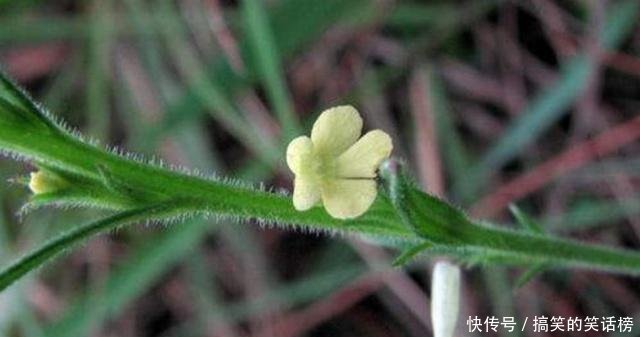 农村地区有一种野草，很多人都觉得是杂草，不知道它的药用价值！
