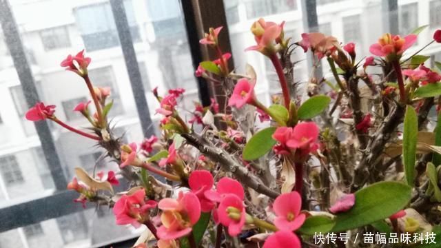 「刺梅」室内养虎刺梅,注意“这些事”,四季有花看,每次都爆盆
