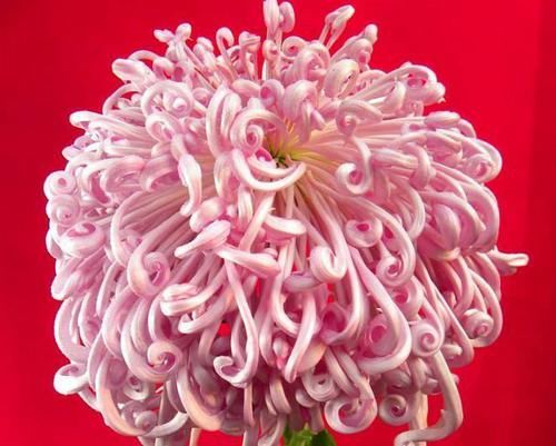  『龙出海』喜欢菊花，不如养盆“菊中精品”墨菊，花色如墨，高贵典雅，美！