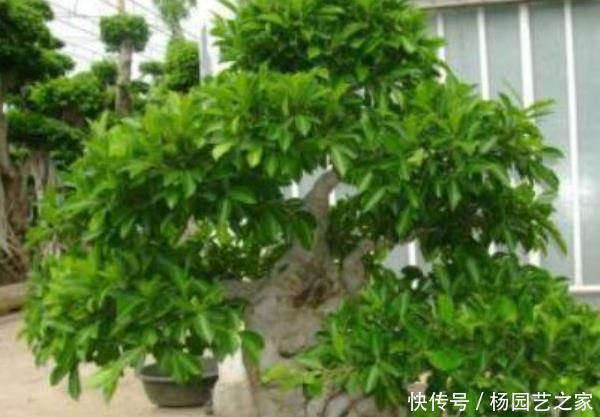  家里■这3种绿植家里没有亏大了，摆在客厅能镇宅，尤其是最后一种！