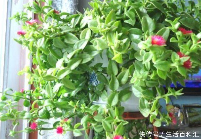 『美过』这些花卉美过玫瑰,一年四季花开不停,简单易成活,纯洁美
