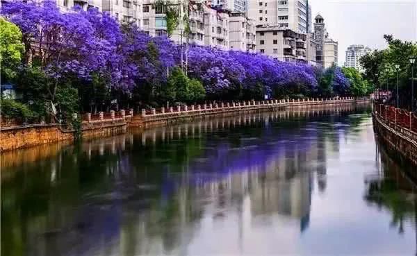  盘龙江畔■最美五月天！“云”欣赏毕业花蓝花楹